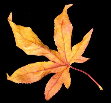 Autumn leaf Stock Photos