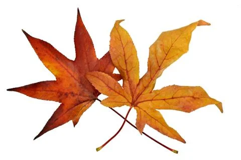 Autumn leaf Stock Photos