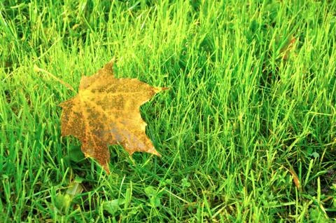 Autumn leaf Stock Photos