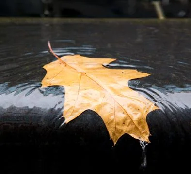 Autumn leaf Stock Photos