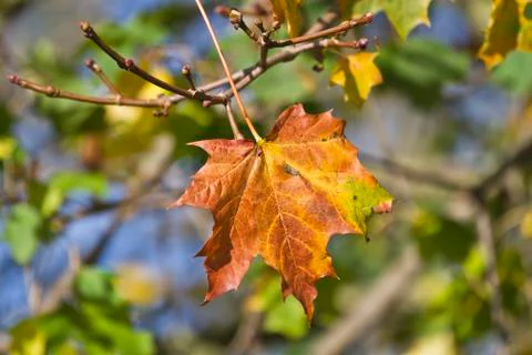 Autumn leaf Stock Photos