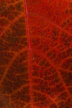 Autumn leaf Stock Photos