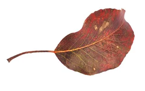 Autumn leaf Stock Photos