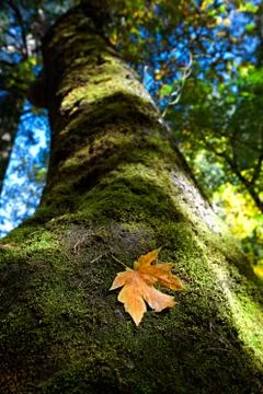 Autumn leaf Stock Photos