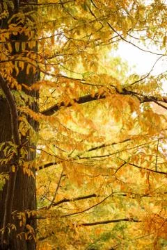 Autumn leaf Stock Photos