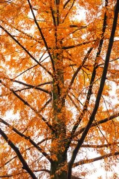 Autumn leaf Stock Photos