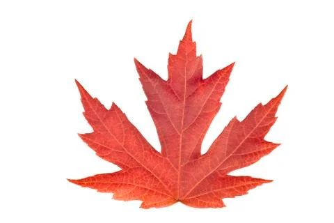 Autumn Leaf Stock Photos