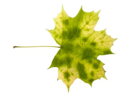 Autumn leaf Stock Photos