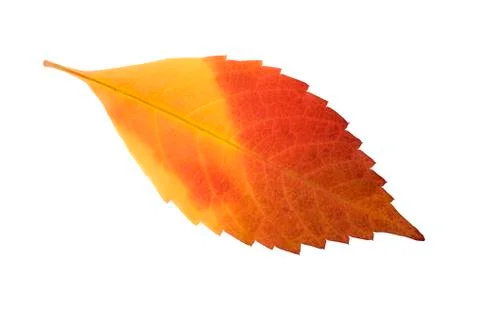 Autumn leaf Stock Photos