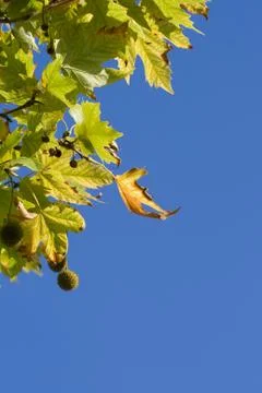 Autumn leaf Stock Photos