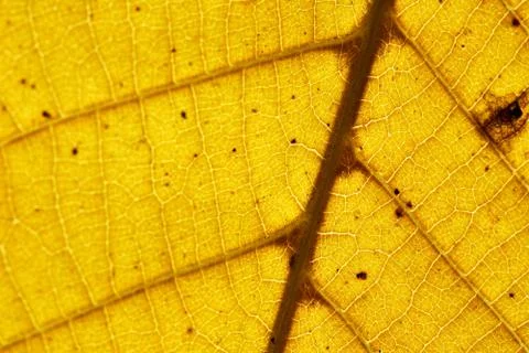 Autumn leaf Stock Photos