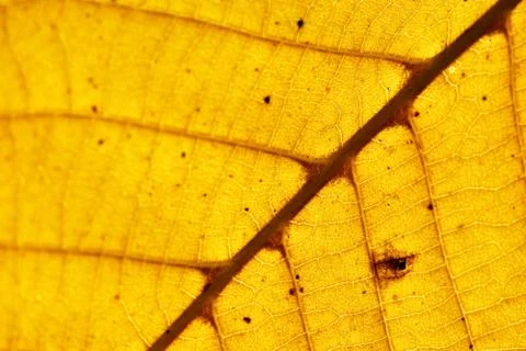 Autumn leaf Stock Photos