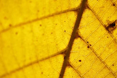 Autumn leaf Stock Photos