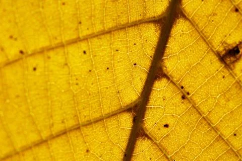 Autumn leaf Stock Photos