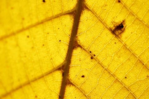 Autumn leaf Stock Photos