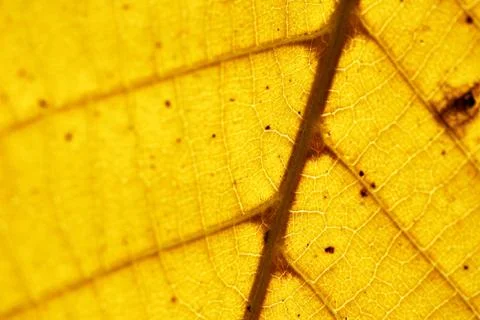 Autumn leaf Stock Photos