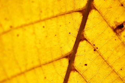 Autumn leaf Stock Photos
