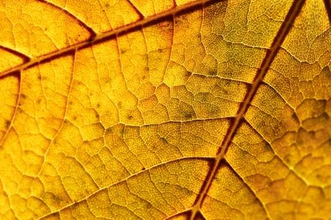 Autumn leaf Stock Photos