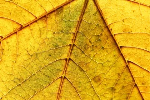 Autumn leaf Stock Photos