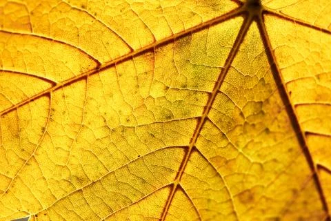 Autumn leaf Stock Photos