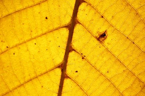 Autumn leaf Stock Photos