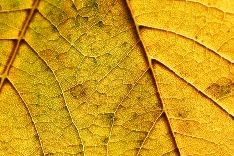 Autumn leaf Stock Photos