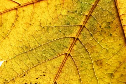 Autumn leaf Stock Photos