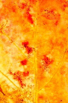 Autumn leaf 库存照片