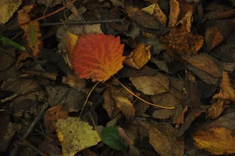 Autumn leaf Stock Photos