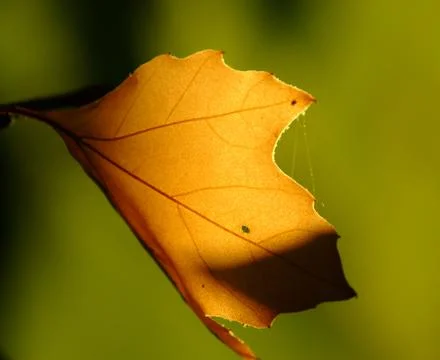 Autumn leaf Stock Photos