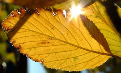 Autumn Leaf Stock Photos