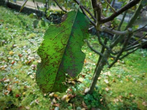 The autumn leaf Stock Photos