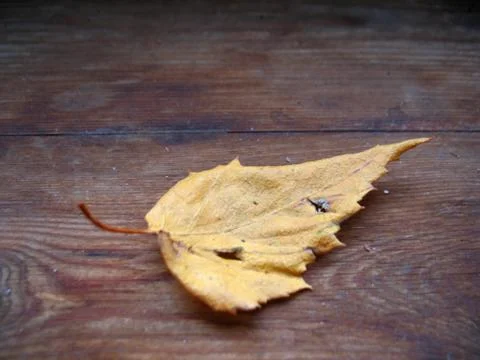 Autumn leaf Stock Photos