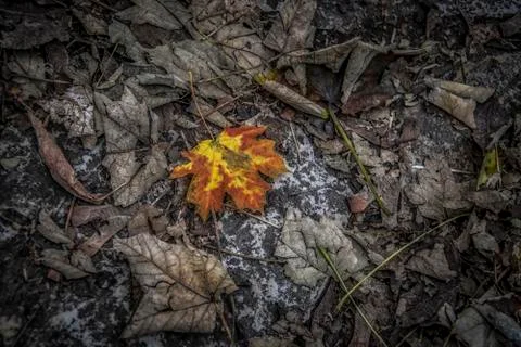 Autumn Leaf Stock Photos