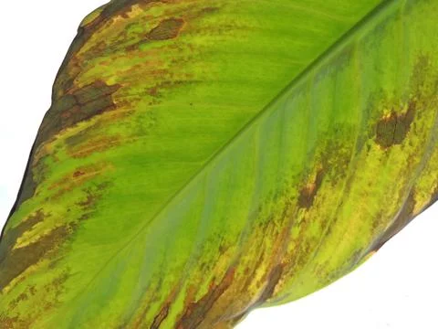 Autumn Leaf Foto stock