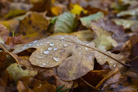Autumn leaf Foto stock