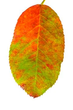 Autumn leaf Stock Photos