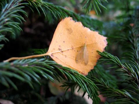 Autumn leaf Stock Photos