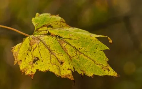 Autumn Leaf 库存照片