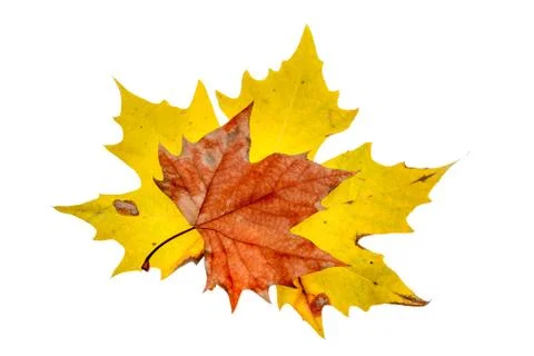 An autumn leaf Stock Photos