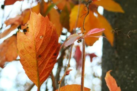 Autumn leaf Foto stock