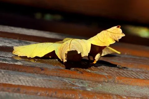Autumn leaf Stock Photos