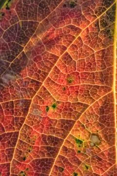 Autumn leaf Stock Photos