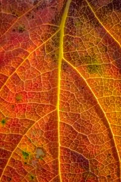 Autumn leaf Stock Photos