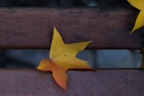 Autumn leaf Stock Photos