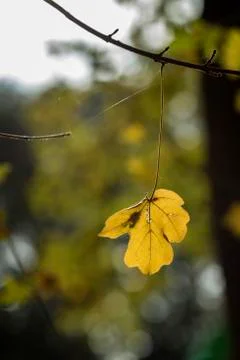 Autumn leaf Stock Photos