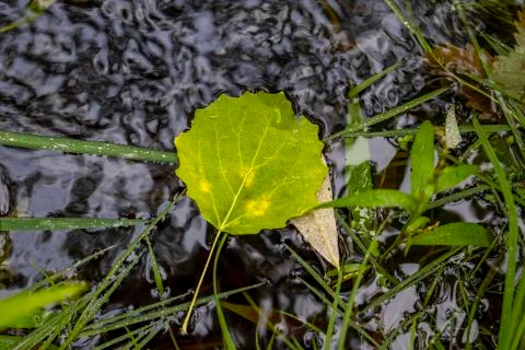 Autumn leaf. Stock Photos