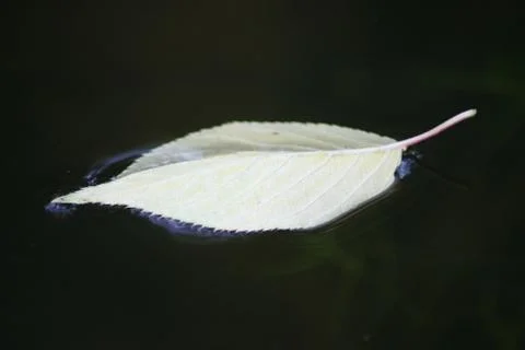 Autumn Leaf Stock Photos