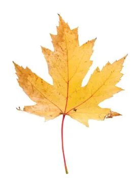 Autumn leaf Stock Photos