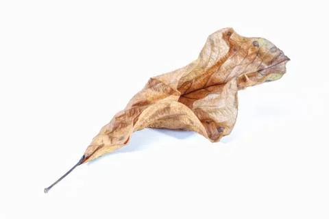 Autumn leaf Stock Photos